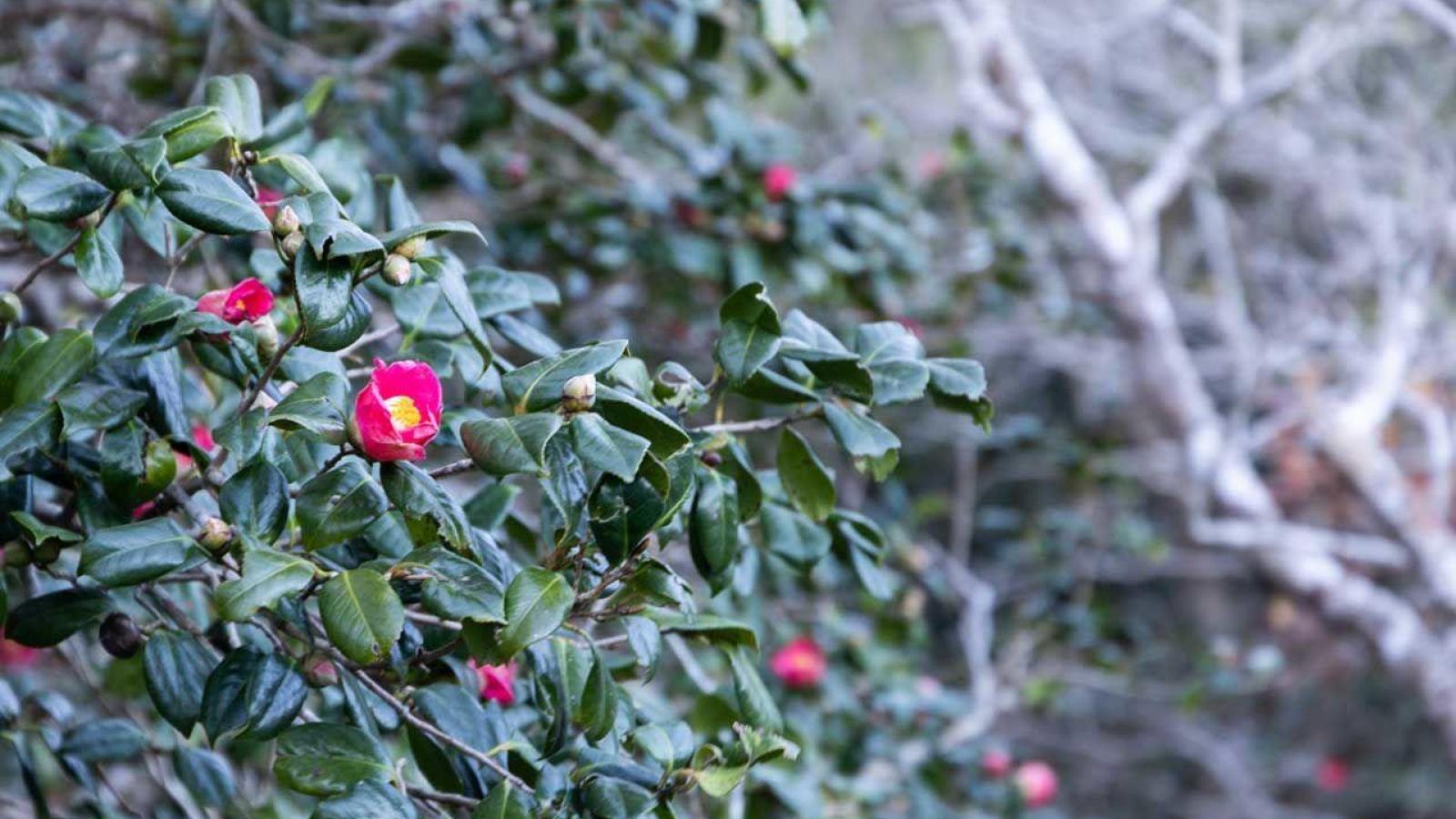 利島農業協同組合