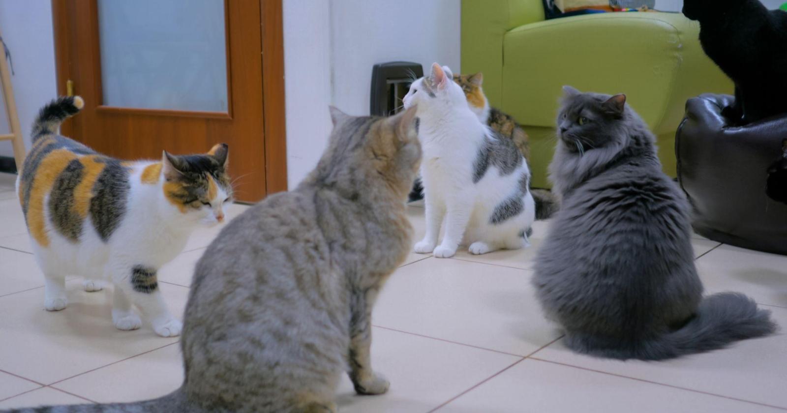 猫カフェを開業するには？必要な資格や資金、成功のステップを徹底解説